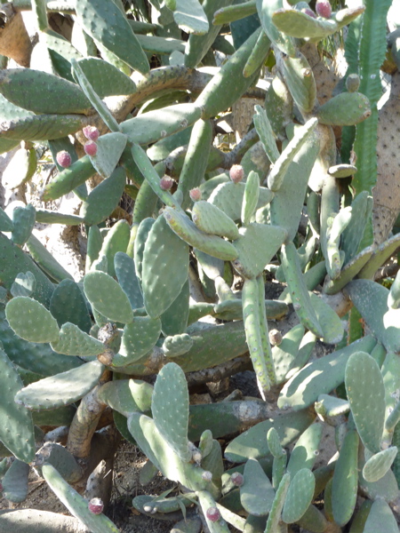 P1000285.JPG
