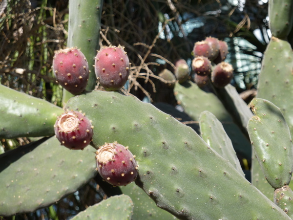 P1000286.JPG