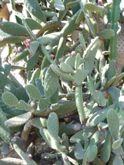 P1000285.JPG