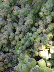 P1000288.JPG