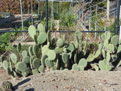 P1000291.JPG