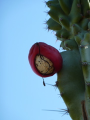 P1000293.JPG