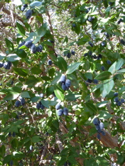 P1000304.JPG