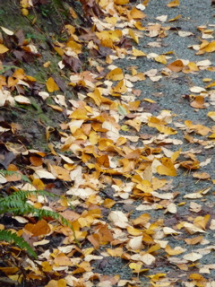P1000041.JPG