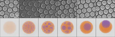 Experiment (top) and simulation (bottom) of phase separation PEG-gelatin polymer mixture. Without symmetry breaking fluid forces the mixture doesn't reach the minimum energy crescent shape.