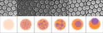 Nanovial Manufacture via Liquid-Liquid Phase Separation
