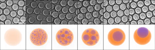 Nanovial Manufacture via Liquid-Liquid Phase Separation