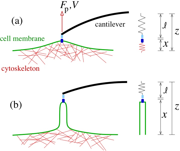 Membrane biophysics