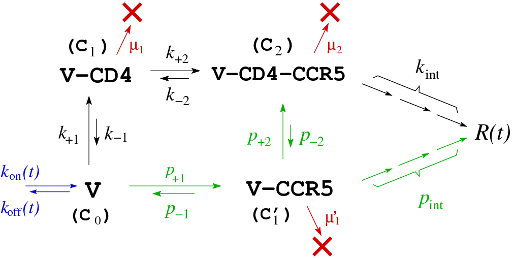 Mechanisms of viral entry